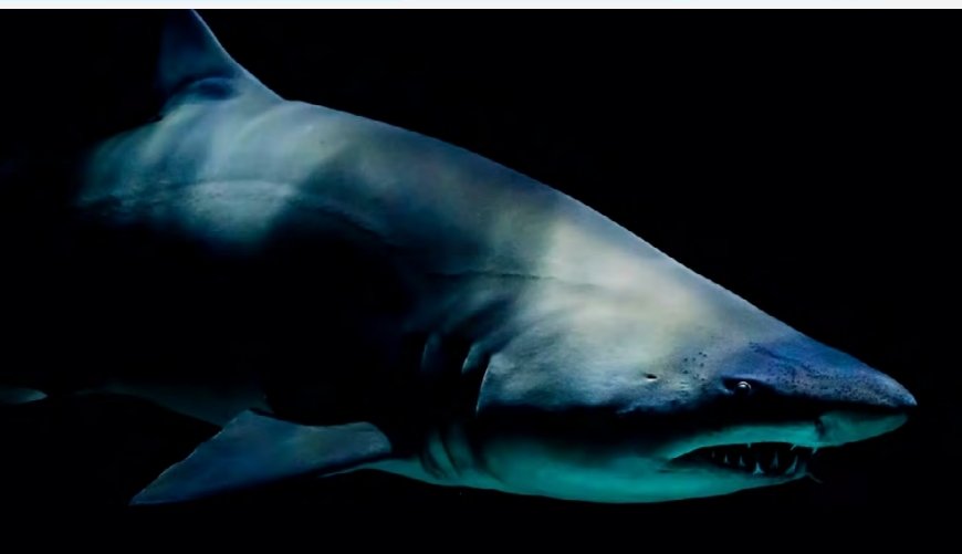 Fauna: Sabias que… Conoce más del Tiburón Blanco.